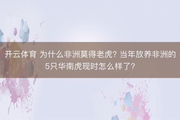 开云体育 为什么非洲莫得老虎? 当年放养非洲的5只华南虎现时怎么样了?