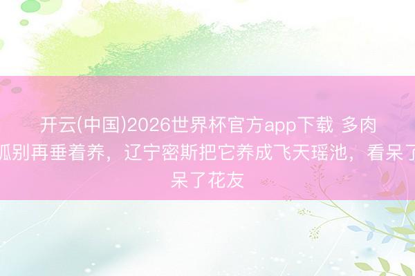 开云(中国)2026世界杯官方app下载 多肉九尾狐别再垂着养，辽宁密斯把它养成飞天瑶池，看呆了花友